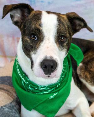 Harvey, Boxer, available for adoption