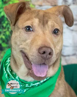 Billy, Terrier / Shepherd, young, available for adoption