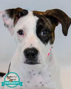 Camille, Boxer, puppy, available for adoption