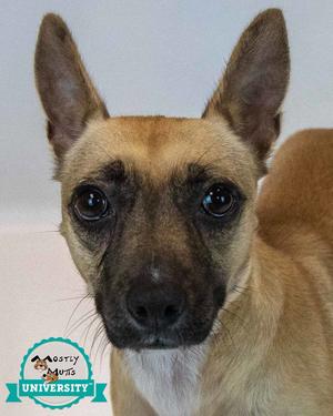 Delphina, Terrier, adult, available for adoption