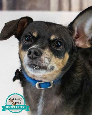 Eugene, Chihuahua, adult, available for adoption