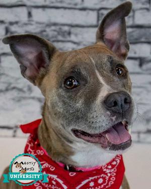 Glynnis, Terrier, senior, available for adoption