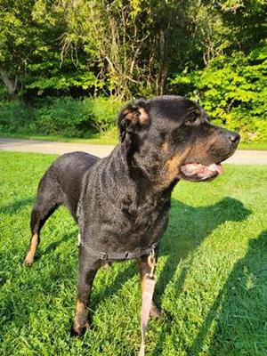 Phoebe, Rottweiler, adult, available for adoption