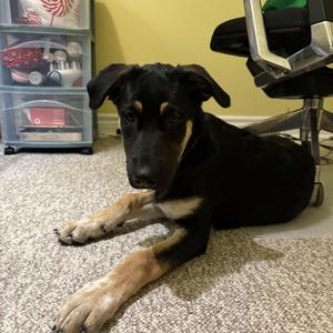 Mya, Shepherd, young, available for adoption