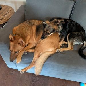 Nova, Shepherd, young, available for adoption
