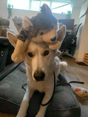 Caliber, Husky / German Shepherd Dog, adult, available for adoption