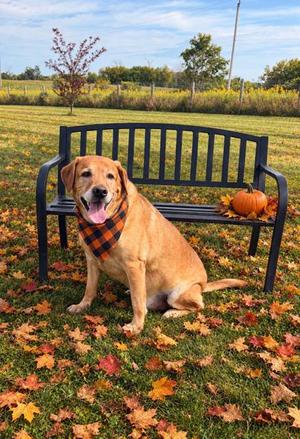 Shyne, Labrador Retriever, senior, available for adoption