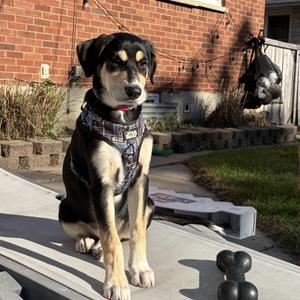 Luna, Shepherd, young, available for adoption