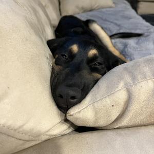 Kira, Shepherd, young, available for adoption