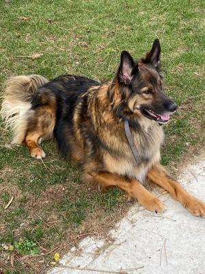 Timber, Rough Collie / German Shepherd Dog, adult, available for adoption