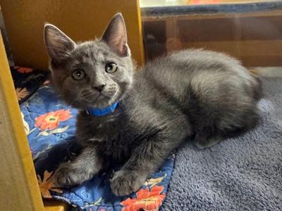 Kevin, kitten, available for adoption