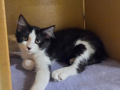 Nadja, kitten, available for adoption