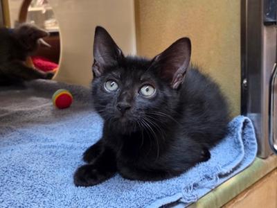 Joe, kitten, available for adoption