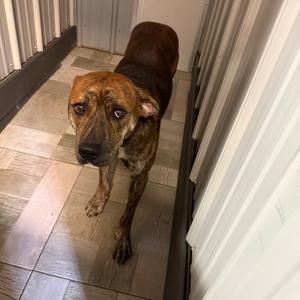 doug, Mixed Breed (Medium), adult, available for adoption