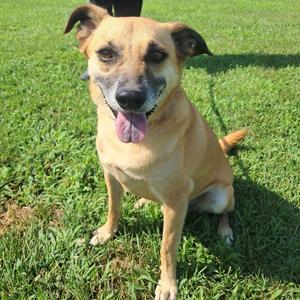Slinky, Black Mouth Cur, adult, available for adoption