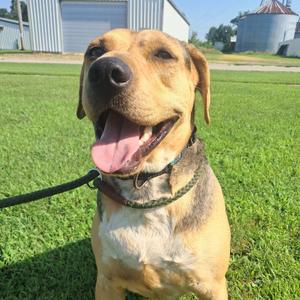 Dodge, Retriever, Black Labrador, adult, available for adoption