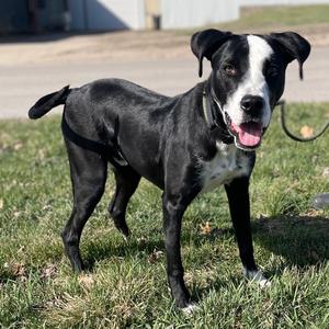 Rio, Boxer, adult, available for adoption