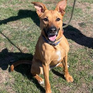 Roxy, Mixed Breed (Medium), adult, available for adoption