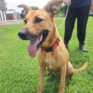 Roxy, Mixed Breed (Medium), adult, available for adoption
