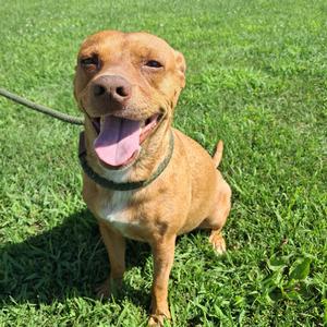 Callie, Terrier, senior, available for adoption