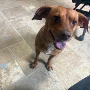 Callie, Terrier, senior, available for adoption