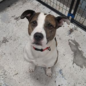 A brown and white dog with floppy ears looking up at the camera.
