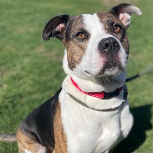 Apollo, Mixed Breed (Medium), adult, available for adoption