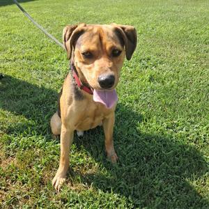 A brown and black dog with a red collar sitting on grass, looking at the camera with its tongue out.