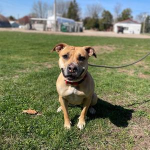 Ms. Zena, Mixed Breed (Medium), adult, available for adoption