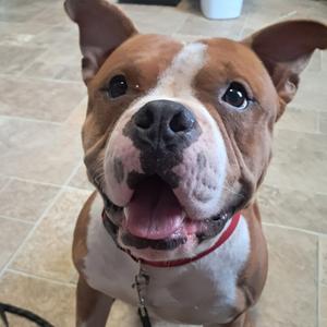 A brown and white dog with a red collar, looking up with its mouth open and tongue out.
