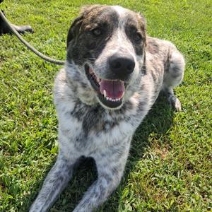 Rocky, American Blue Heeler, adult, available for adoption