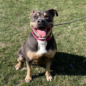 Califorinia, Terrier, Pit Bull, adult, available for adoption