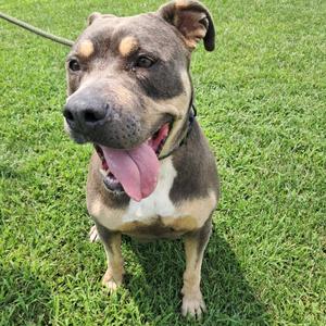 California, Terrier, Pit Bull, adult, available for adoption