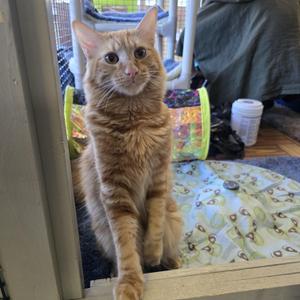 An orange tabby cat sitting on a patterned mat, looking directly at the camera.