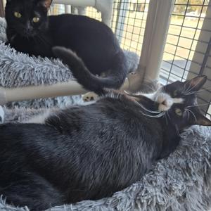 Two black cats lying on a gray blanket in a cage