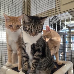 Mama Bitsy, Binky, Boots & Bubble, young, available for adoption