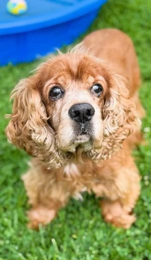 JESSE, Cocker Spaniel, senior, available for adoption