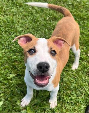 McGONAGALL, Hound, puppy, available for adoption