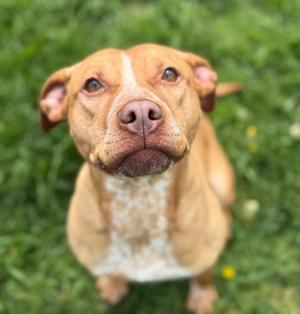 MEDUSA, Pit Bull Terrier / Labrador Retriever, adult, available for adoption