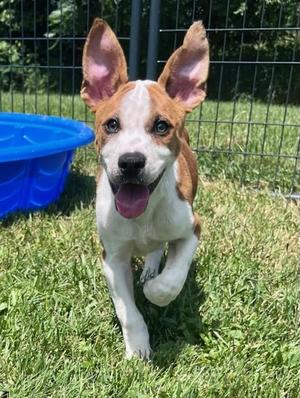 RON, Hound, puppy, available for adoption