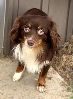 KOA, Australian Shepherd / Chihuahua, adult, available for adoption