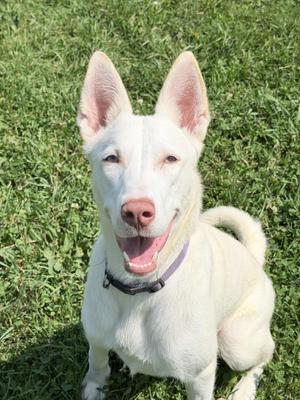 QUEEN, Husky / Shepherd, adult, available for adoption