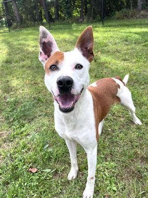A happy brown and white dog standing on a grassy field, looking up with its mouth open and tongue out.