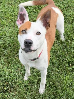 LOKI, Mixed Breed, adult, available for adoption