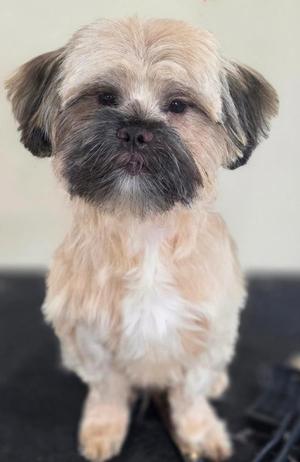 ARNOLD SCHWARZENEGGER, Shih Tzu, young, available for adoption