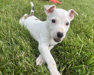 DUMBLEDORE, Hound, puppy, available for adoption