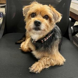 JACK, Yorkshire Terrier, adult, available for adoption