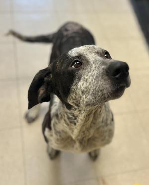 SHELLY, Hound, adult, available for adoption
