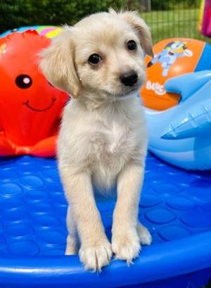 RUBY, Chihuahua, puppy, available for adoption