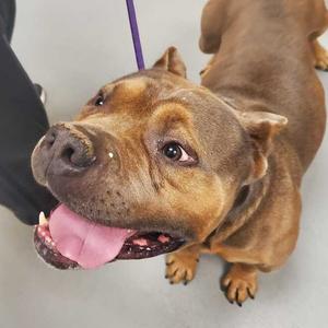 Brickhouse, Mixed Breed (Large), adult, available for adoption